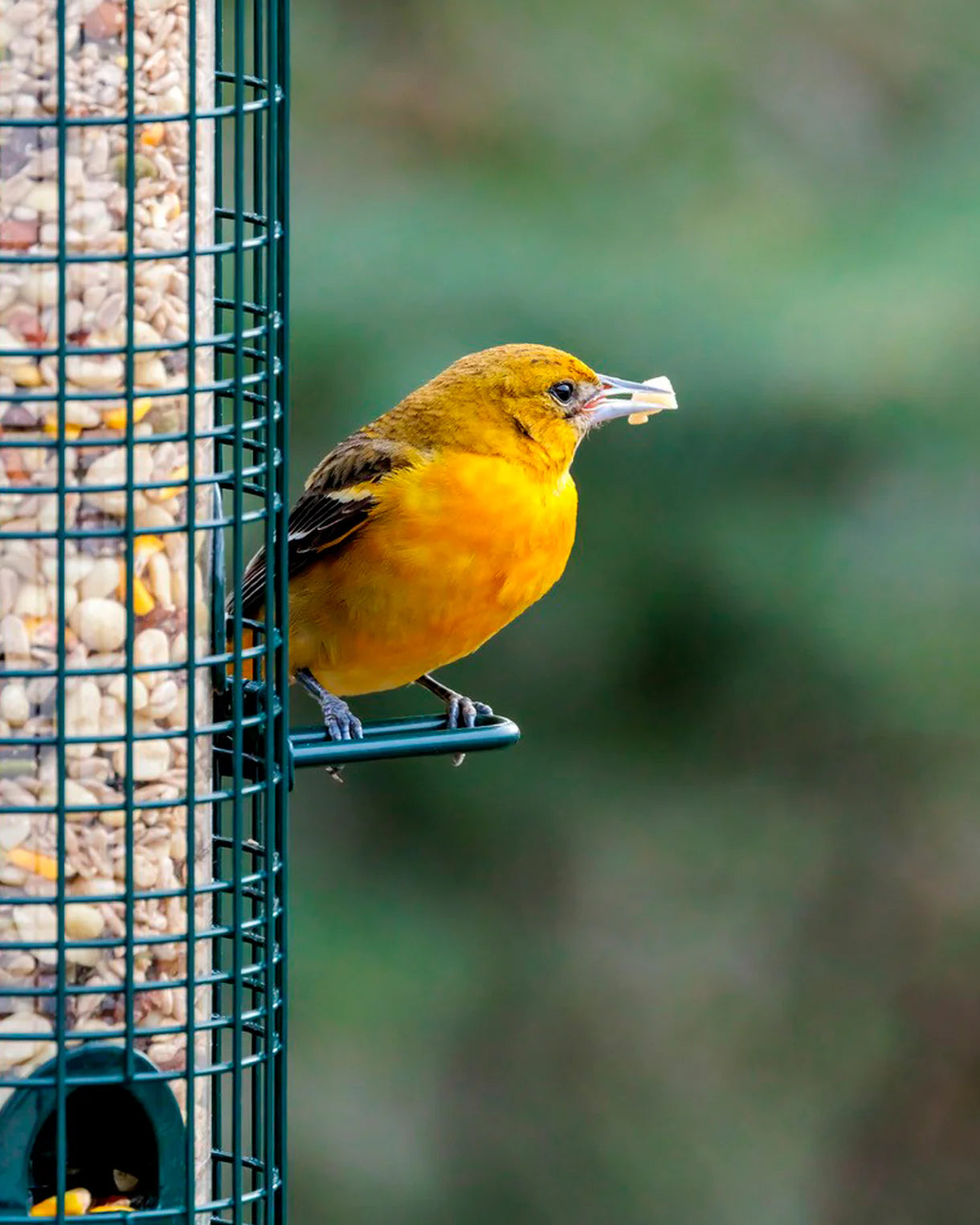 Brome Squirrel Buster® Classic Bird Feeder