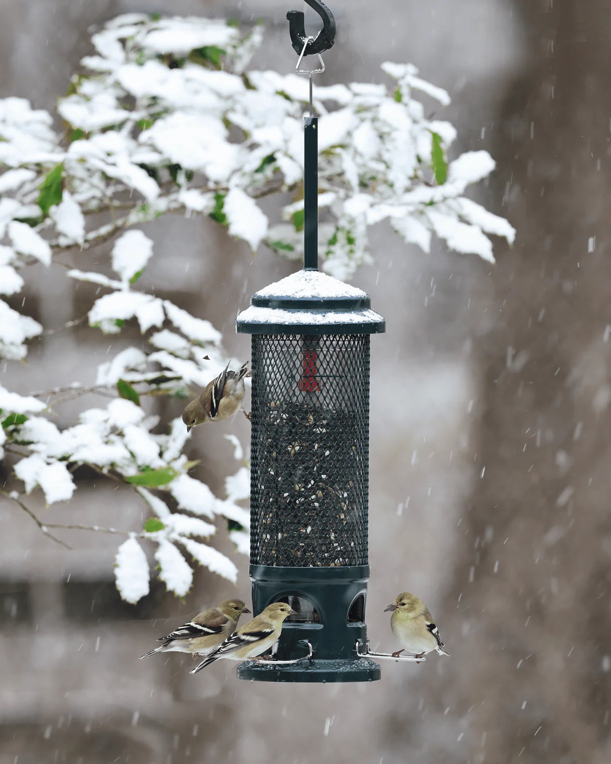 Brome Squirrel Buster® Legacy Bird Feeder