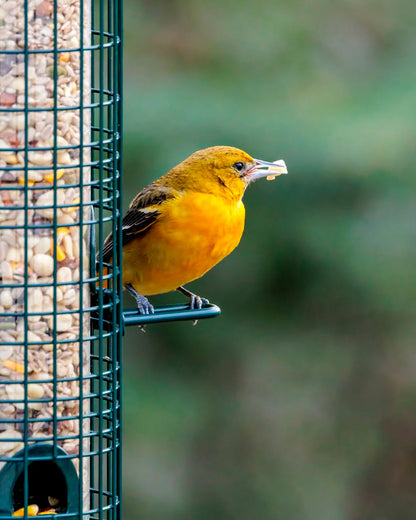 Brome Squirrel Buster® Classic Bird Feeder