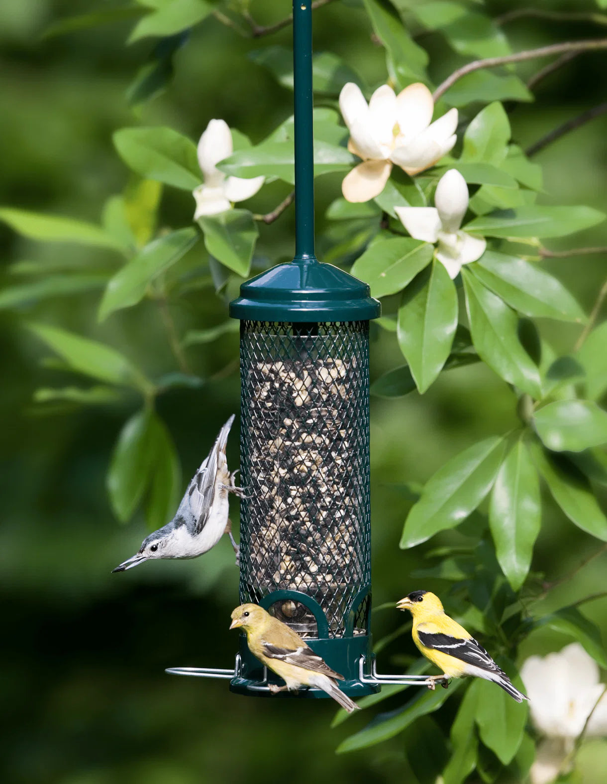 Brome Squirrel Buster® Mini Bird Feeder