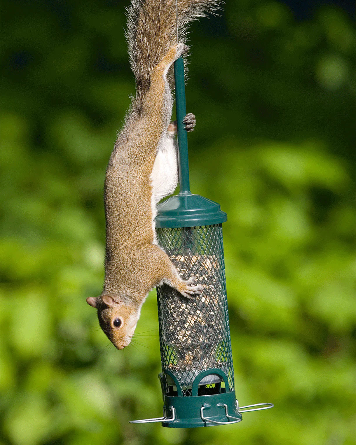 Brome Squirrel Buster® Mini Bird Feeder