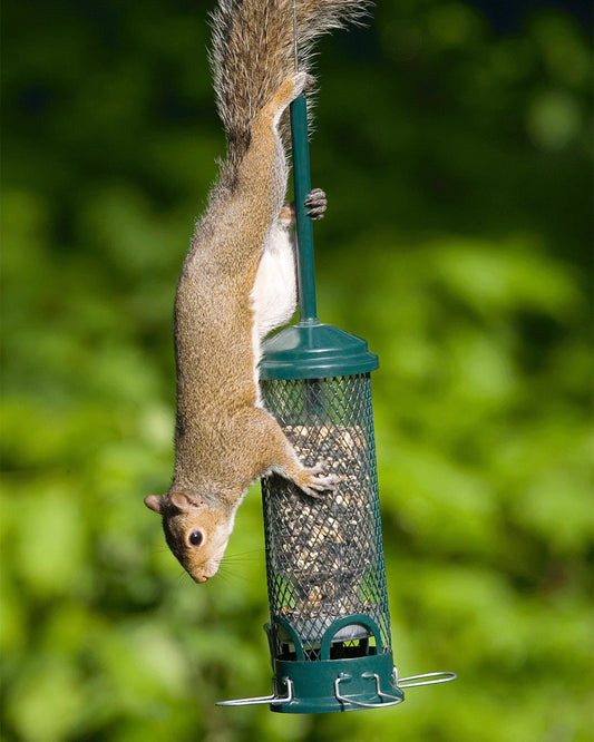 Brome Squirrel Buster® Mini Bird Feeder